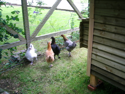 Hens 1.JPG